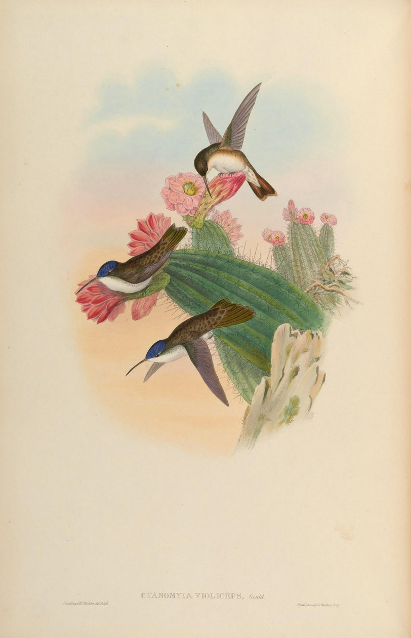 Cyanomyia violiceps = Amazilia violiceps av John Gould