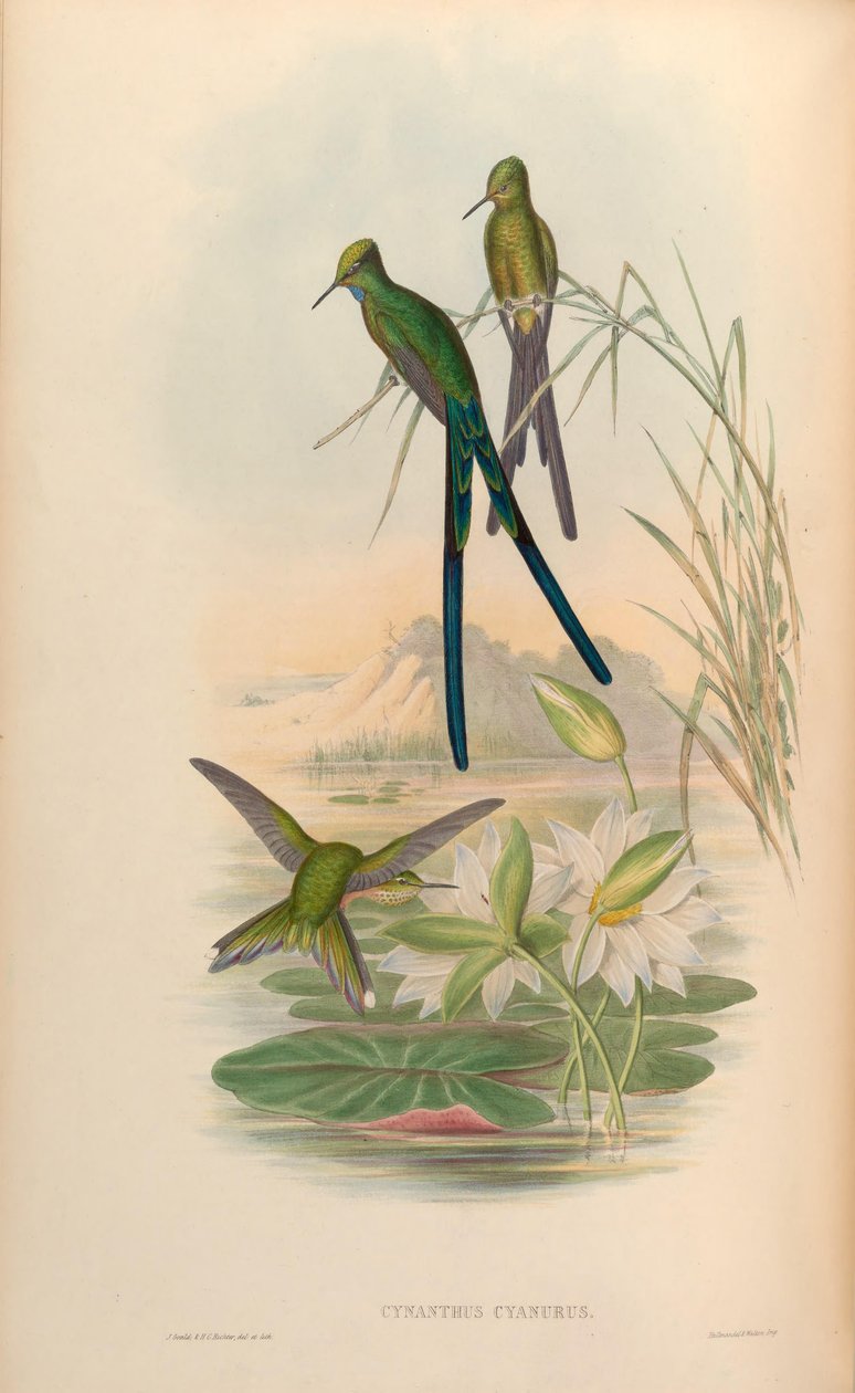 Cynanthus cyanurus = Aglaiocercus kingi av John Gould