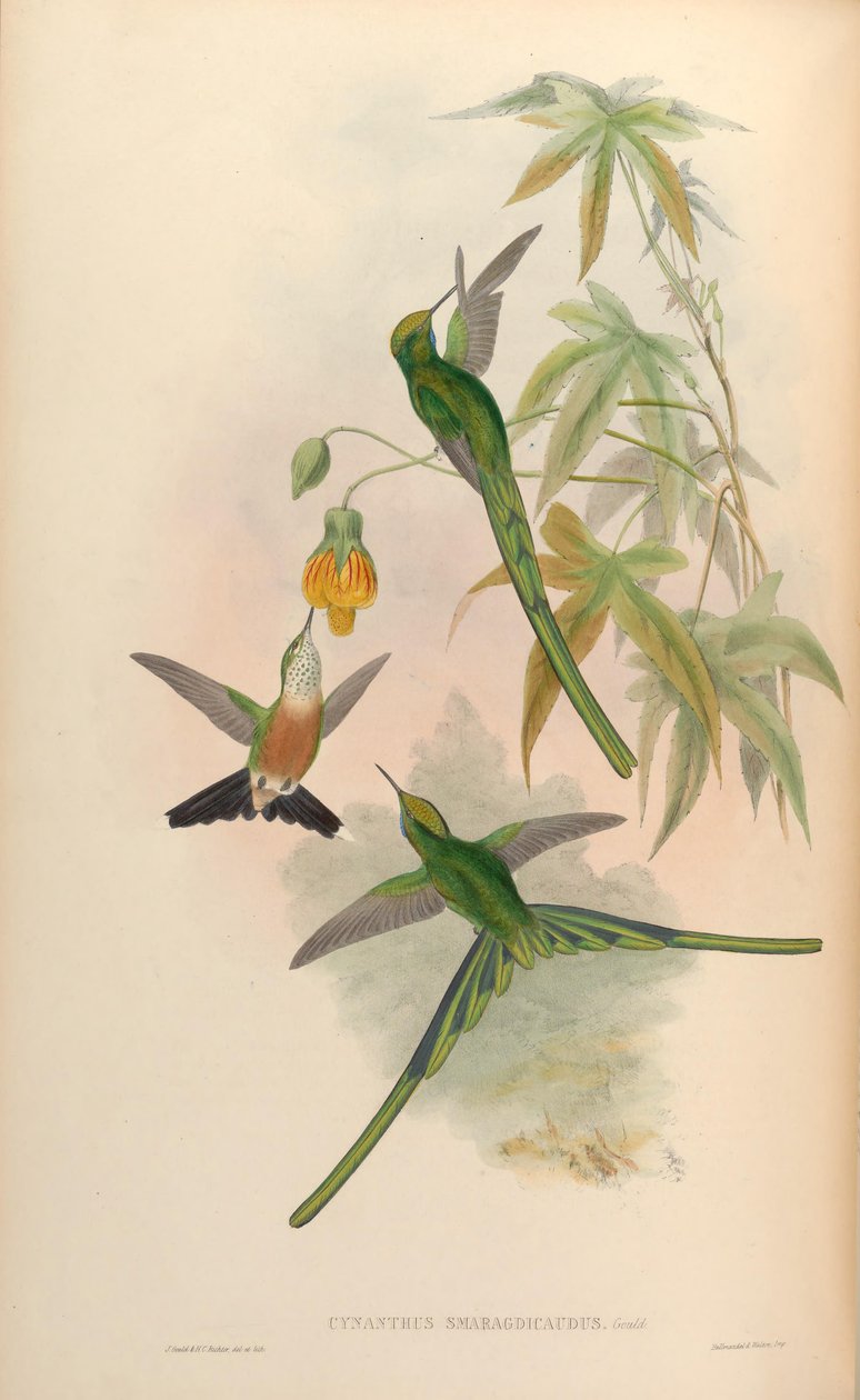 Synanthys smaragd = Smaragd smaragdkonge av John Gould