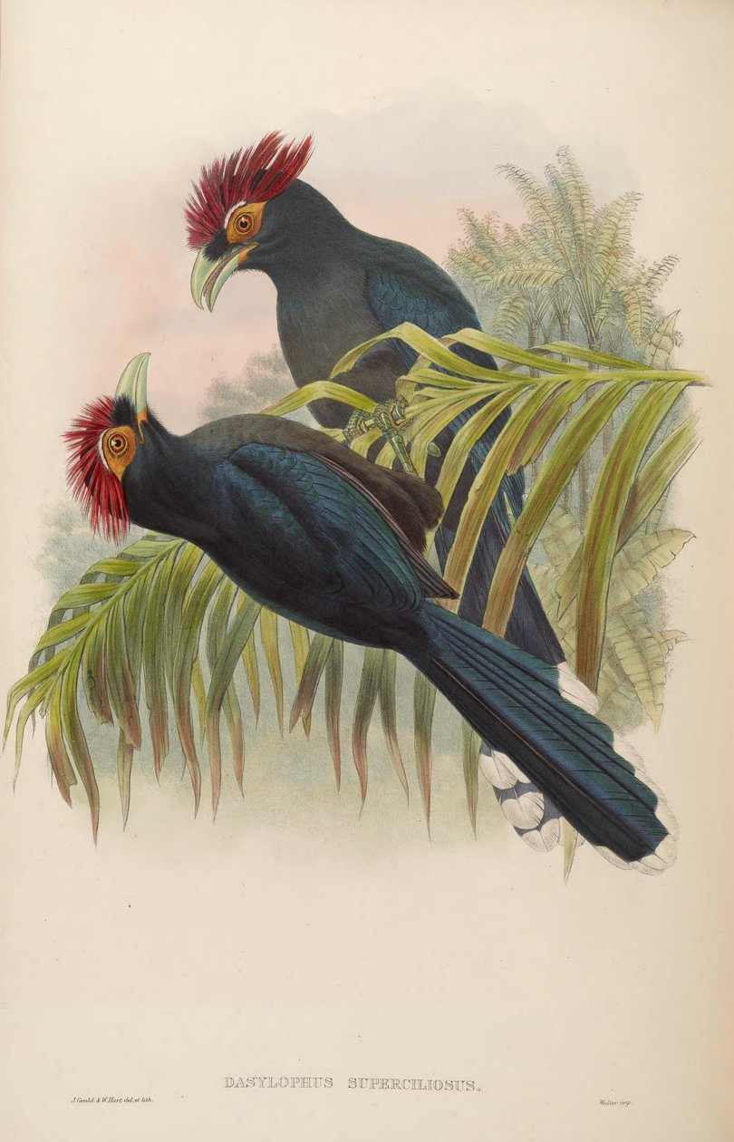 Dasylophus superciliosus av John Gould