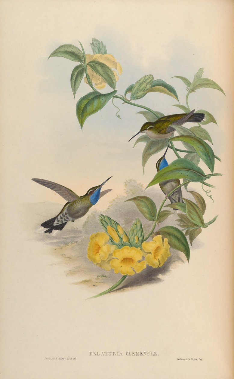 Delattria clemenciae = Lampornis clemenciae av John Gould