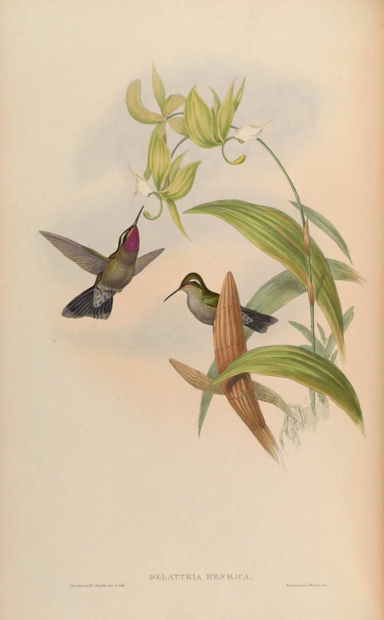 Delattria henrici = Lampornis amethystinus av John Gould