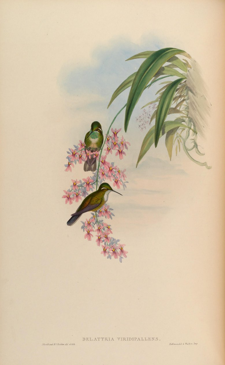 Delattria viridispallens = Lampornis av John Gould