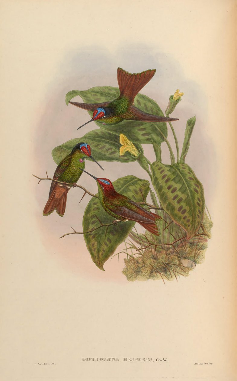 Diphlogaena hesperus = Coeligena iris hesperus av John Gould