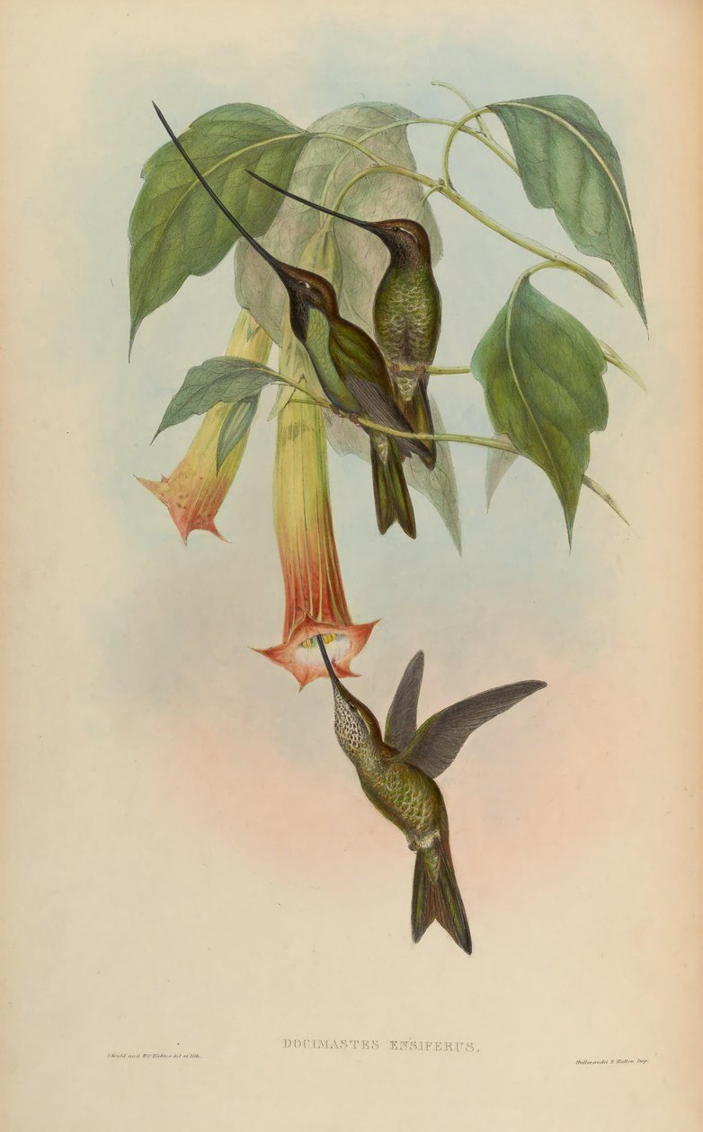Docimastes ensiferus = Ensifera ensifera av John Gould