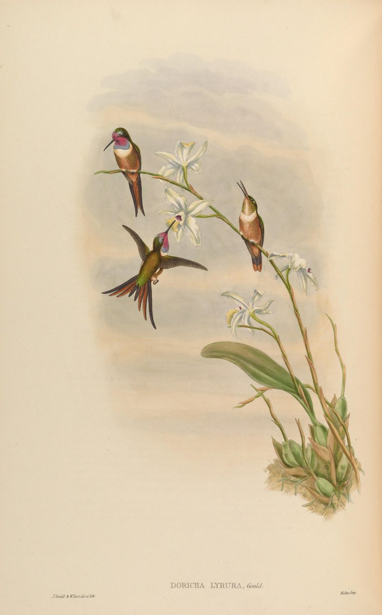 Doricha lyrura = Calliphlox evelynae av John Gould