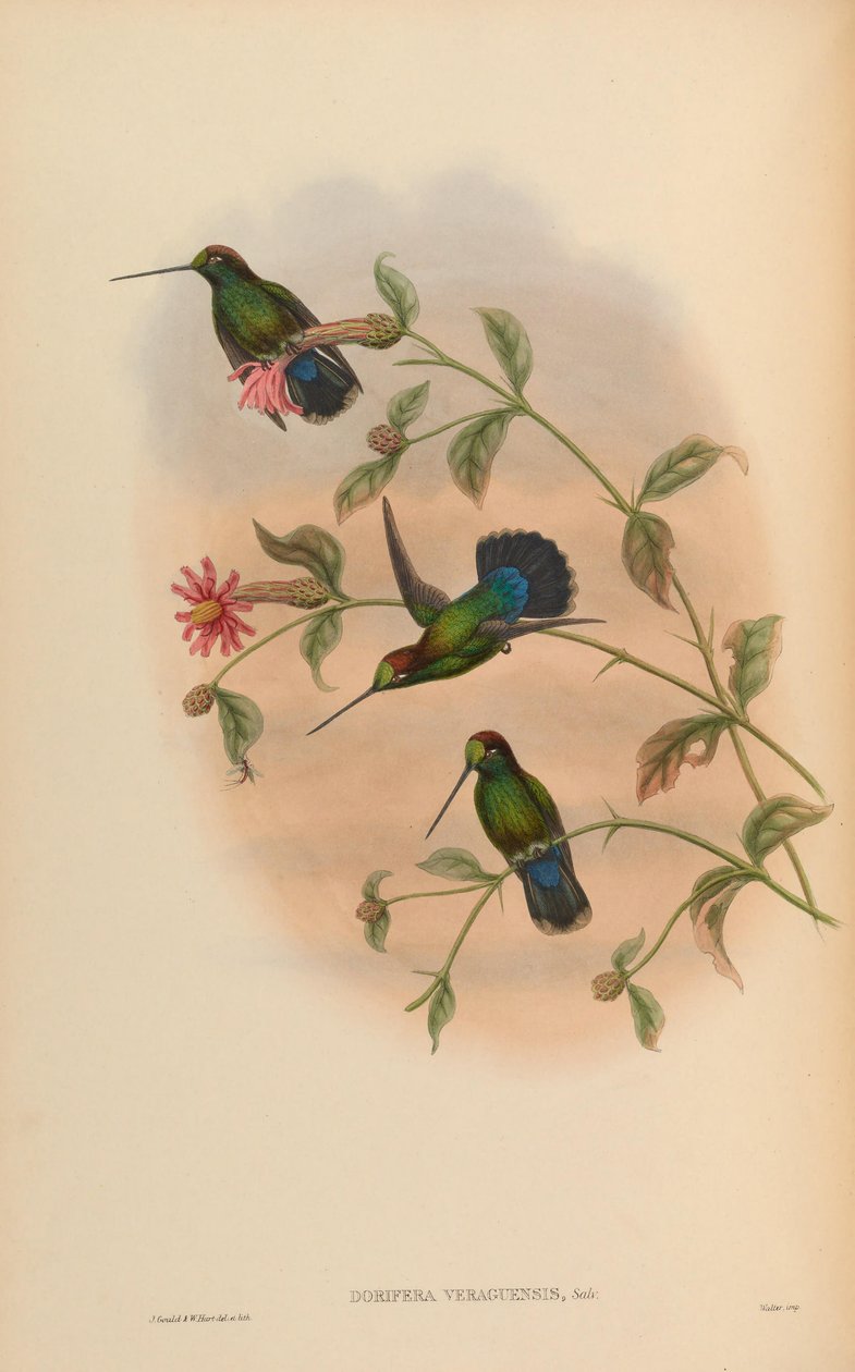 Dorifera veraguensis = Doryfera ludovicae veraguensis av John Gould