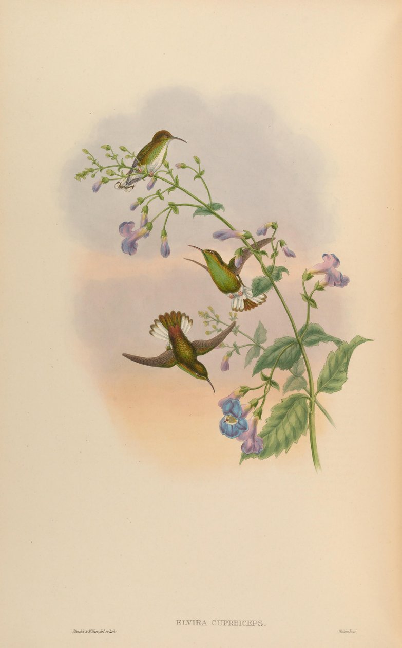 Elvira cupreiceps av John Gould