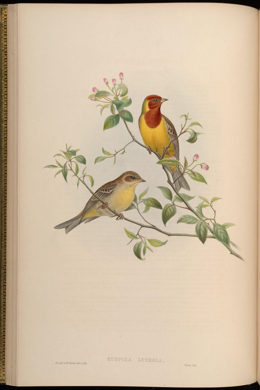 Emberiza luteola = Emberiza brunniceps av John Gould
