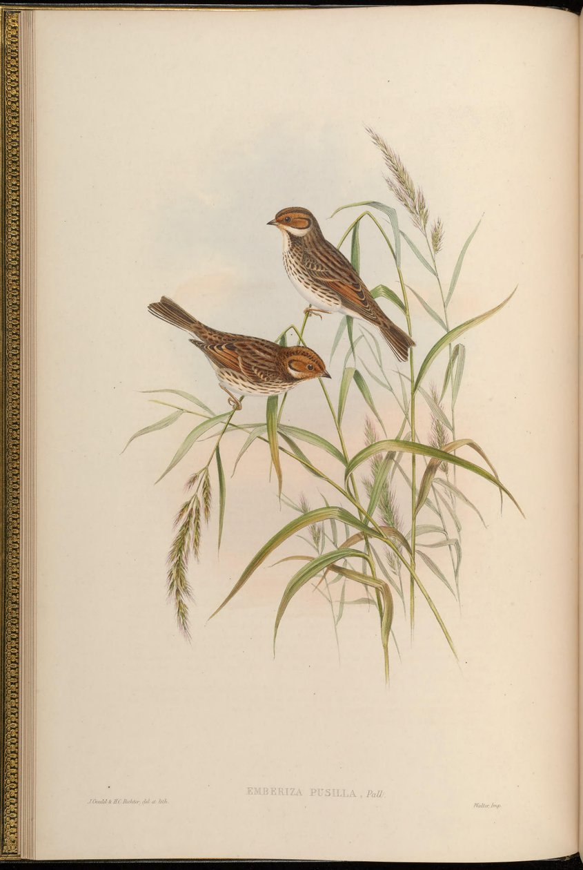 Emberiza pusilla av John Gould