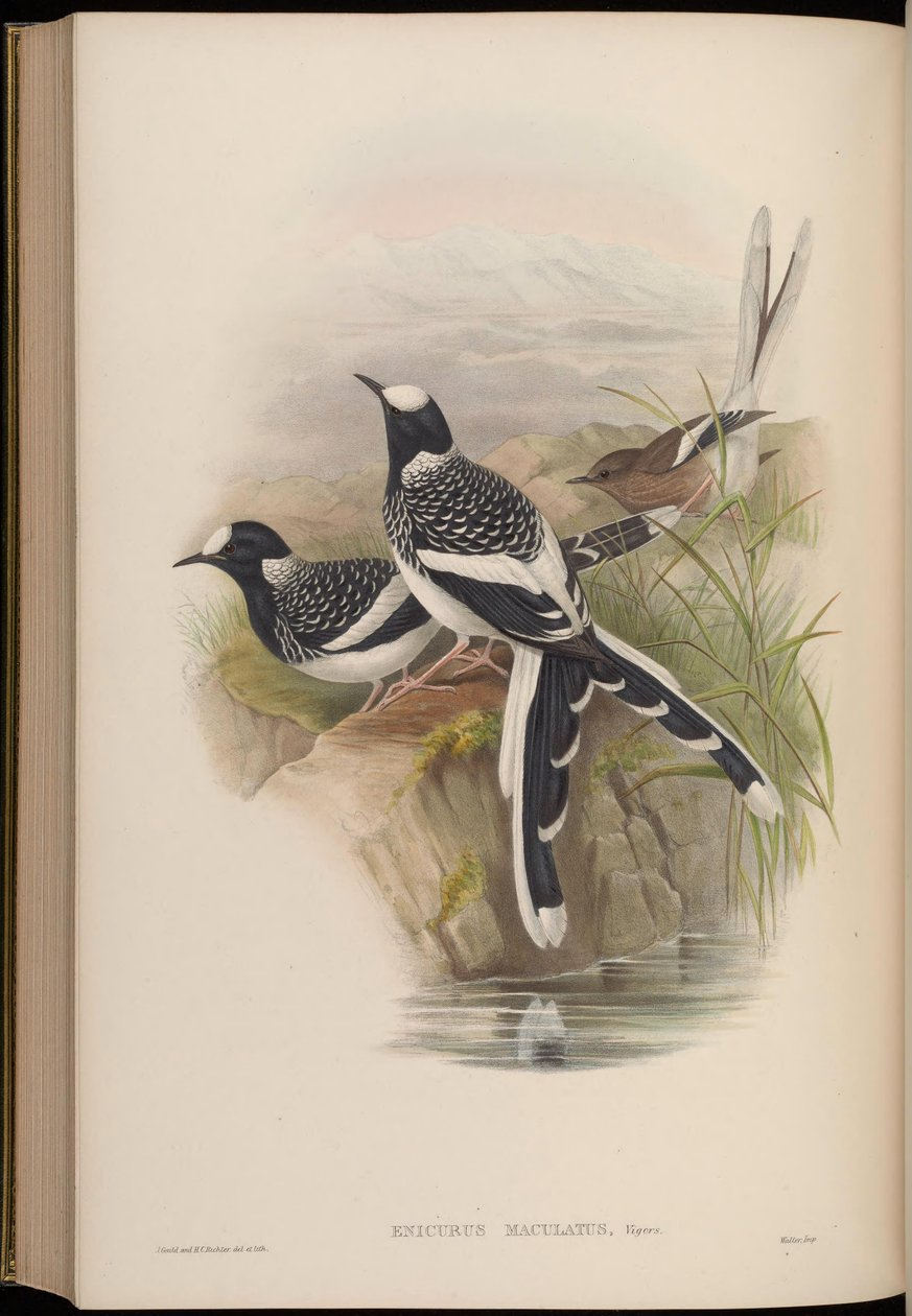 Enicurus maculatus av John Gould