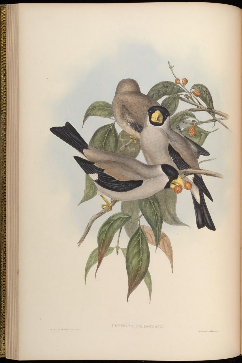 Eophona personata av John Gould