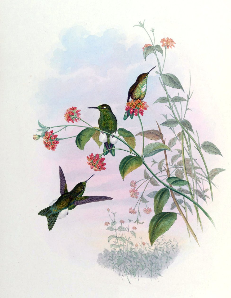Eriocnemis aline = Synd av John Gould