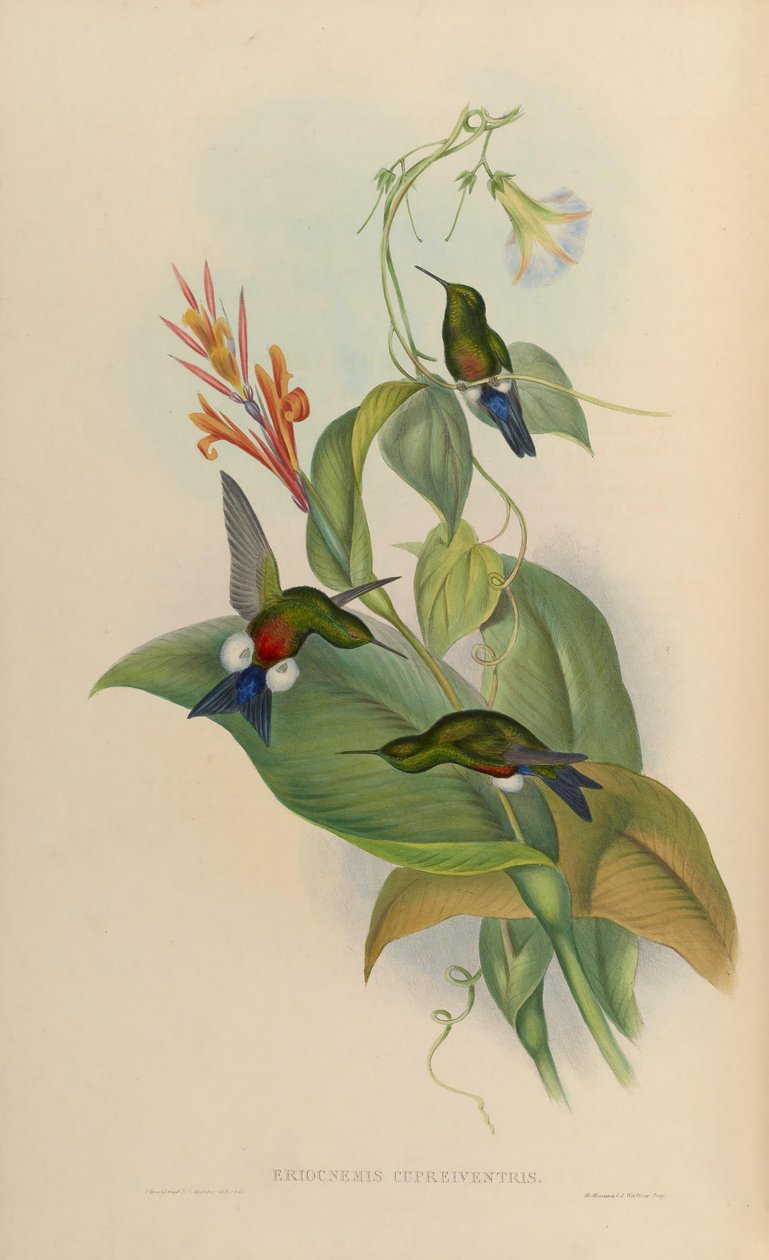 Eriocnemis cupreoventris av John Gould
