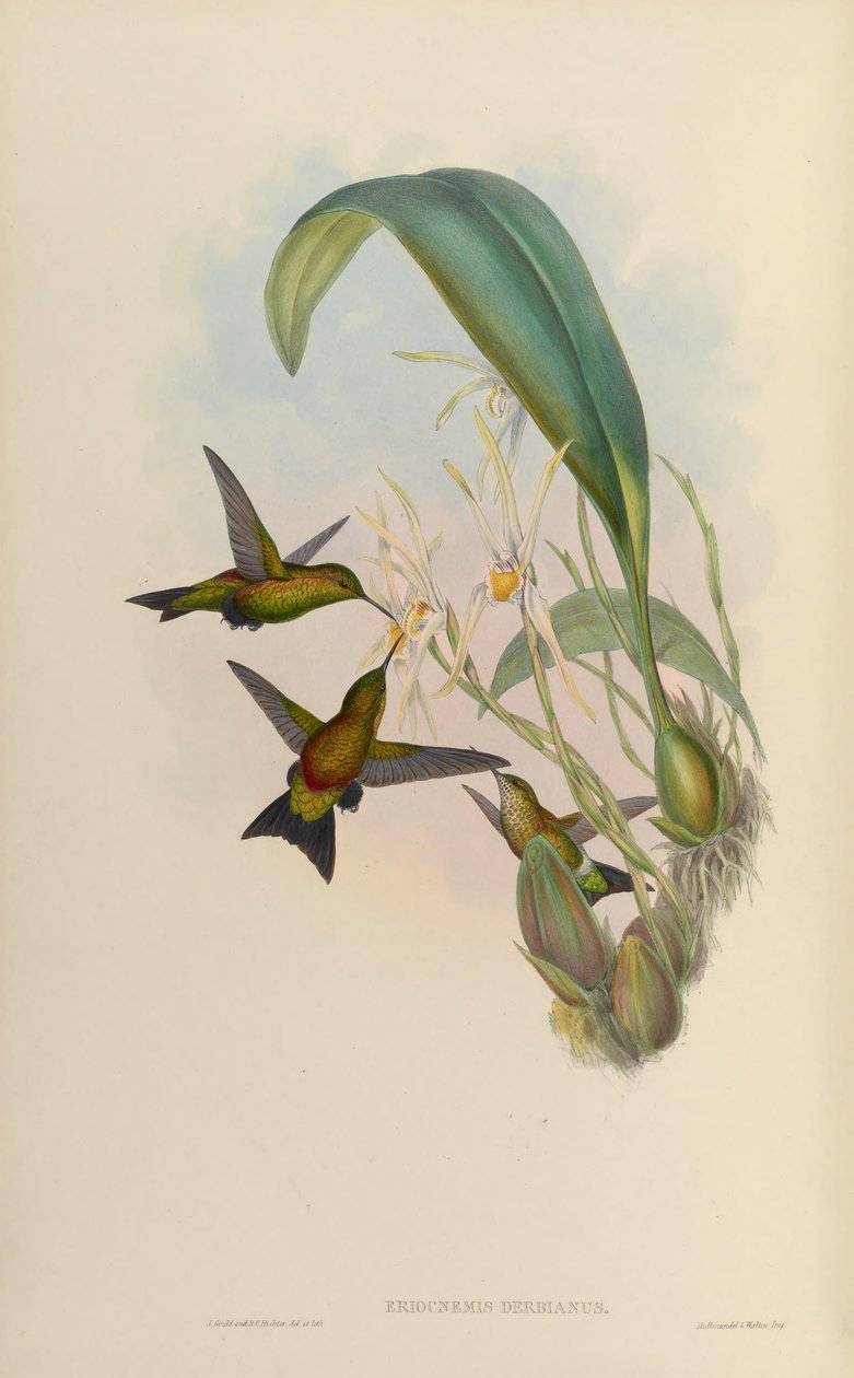 Eriocnemis derbyi av John Gould