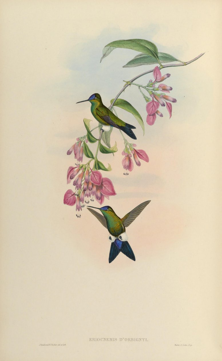 Eriocnemis dorbignyi = Eriocnemis glaucopoides av John Gould