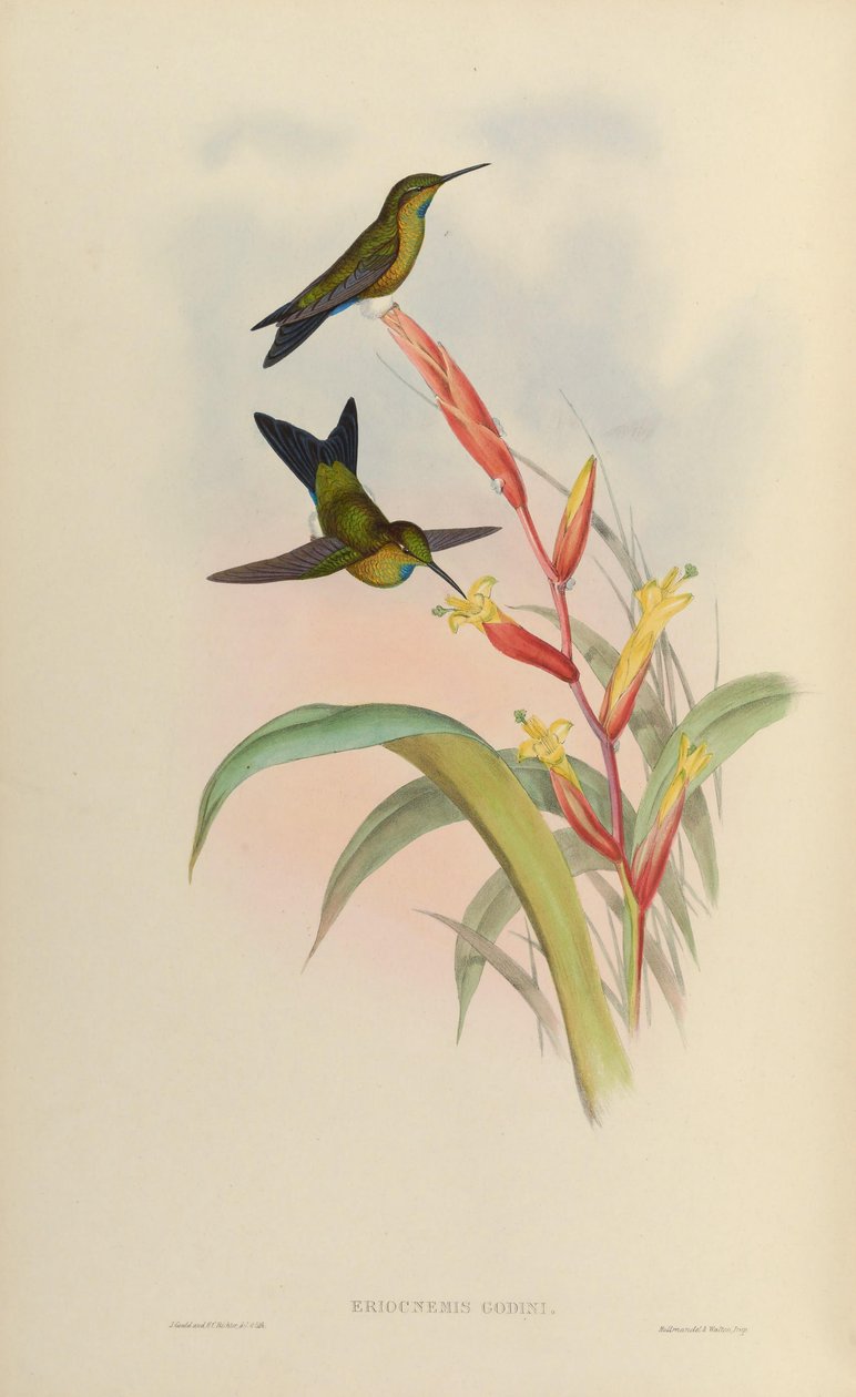 Eriotsnemis år av John Gould