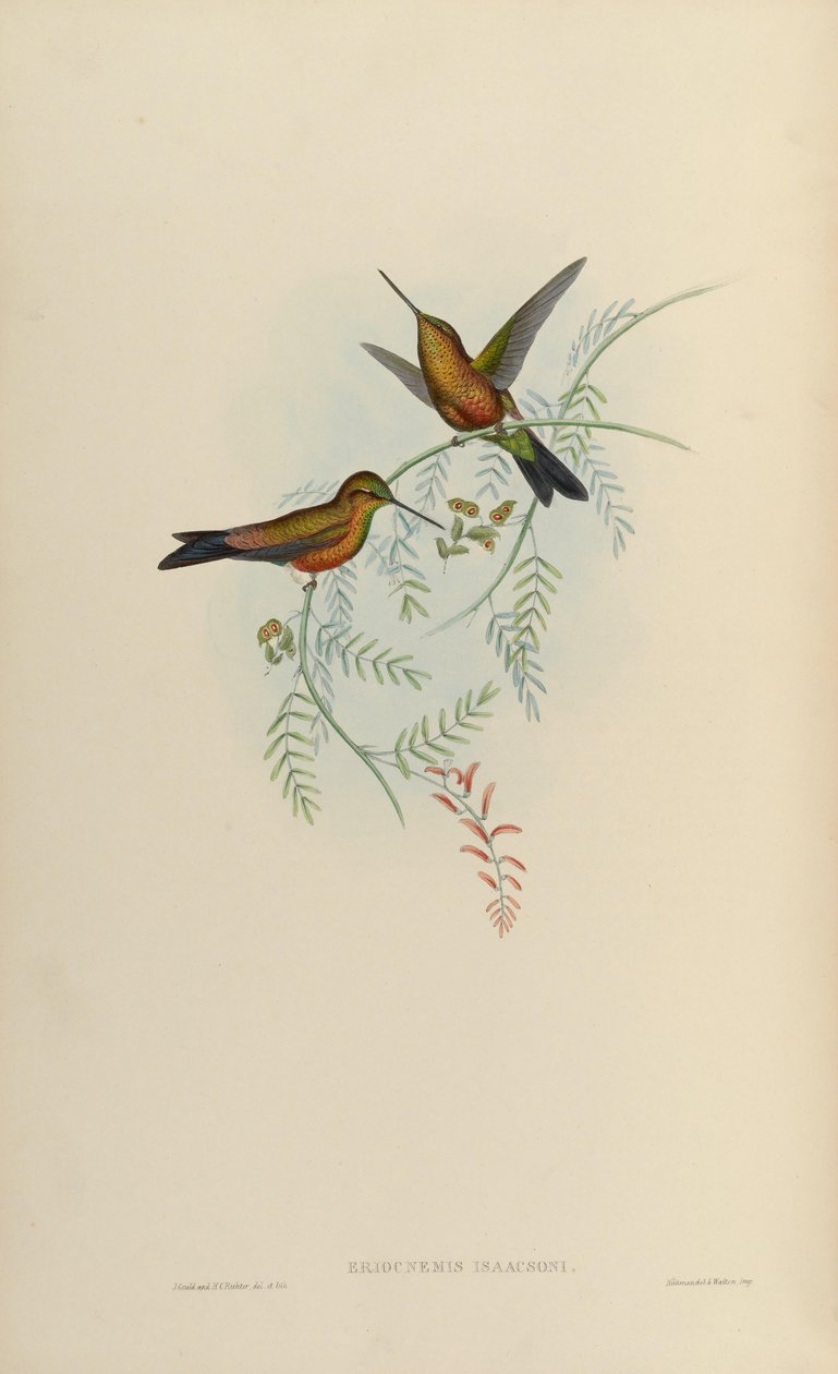 Eriocnemis isaacsoni = Eriocnemis sp. x Helianthea sp av John Gould
