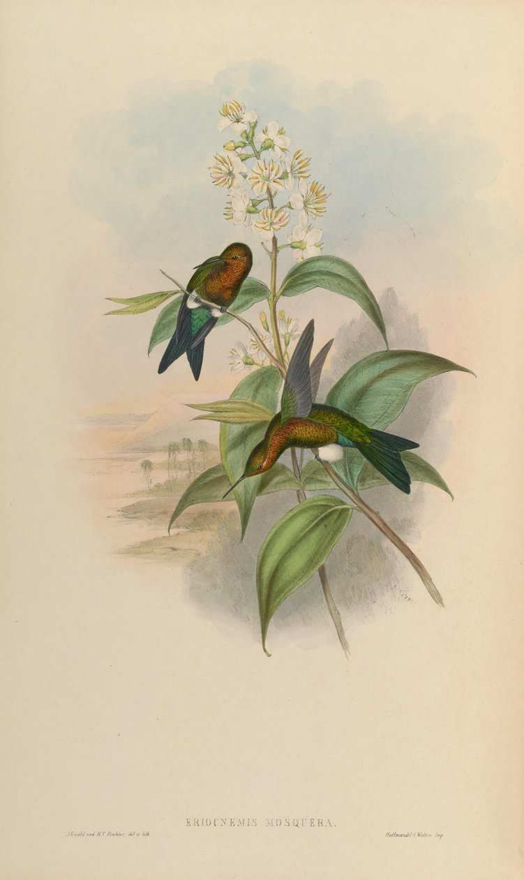 Eriocnemis -mygg av John Gould