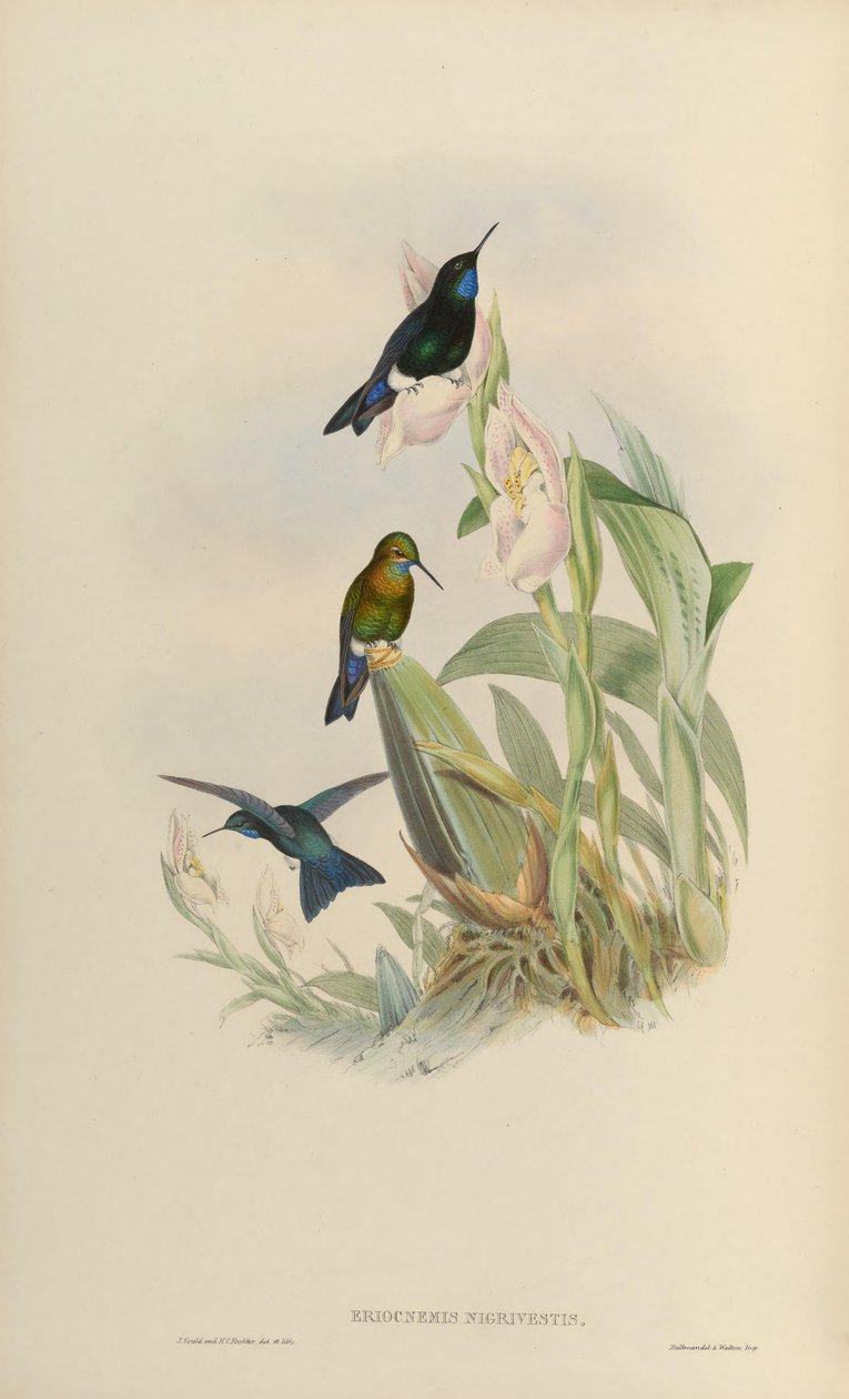 Eriocnemis nigrivestis av John Gould
