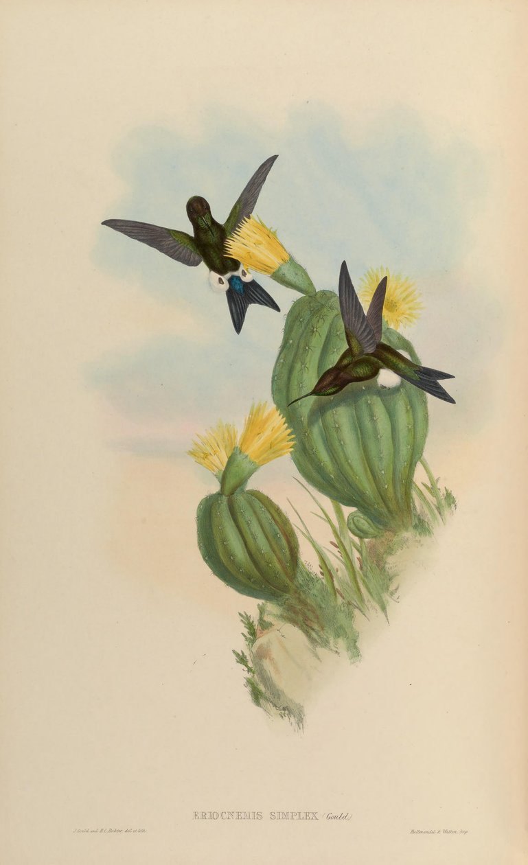 Eriocnemis simplex = Eriocnemis cupreoventris av John Gould