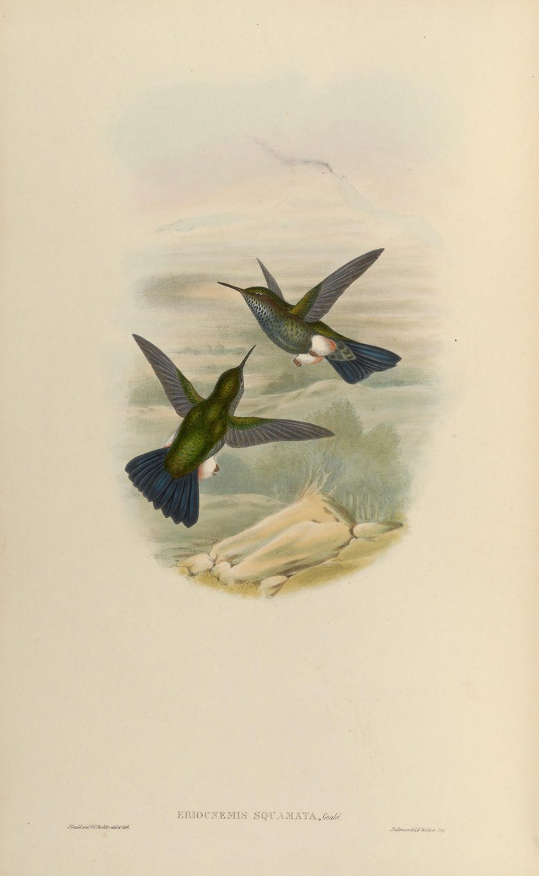 Eriocnemys lugens = Haplophaedia av John Gould