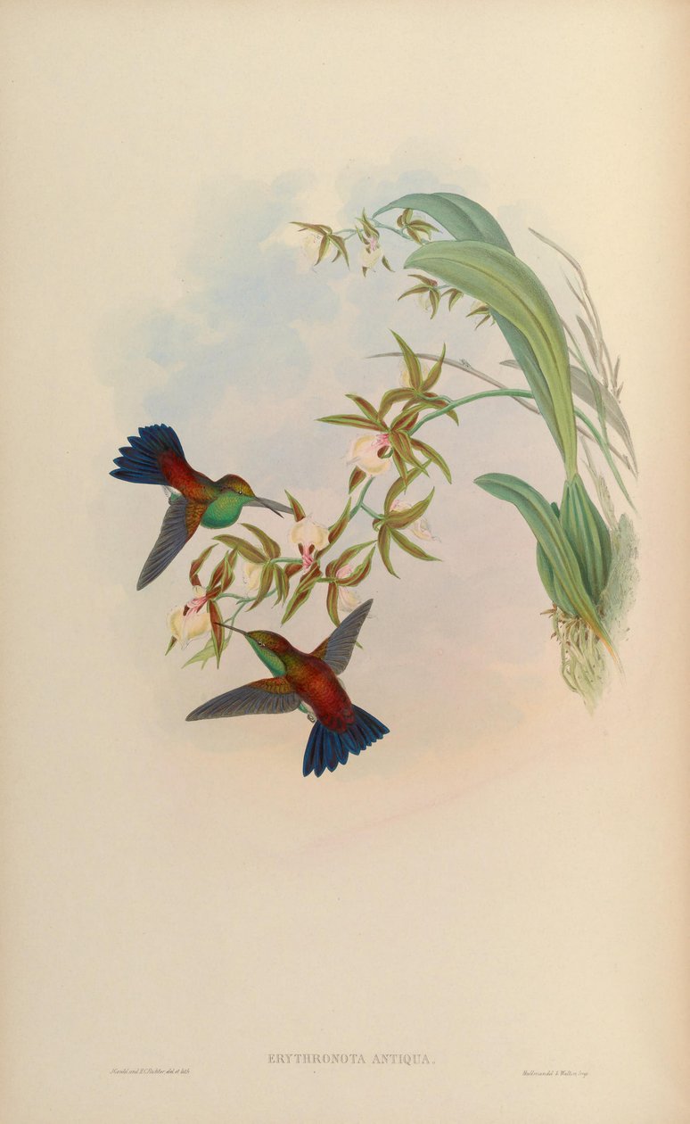 Erythronota antiqua = Amazilia tobaci erythronotos av John Gould