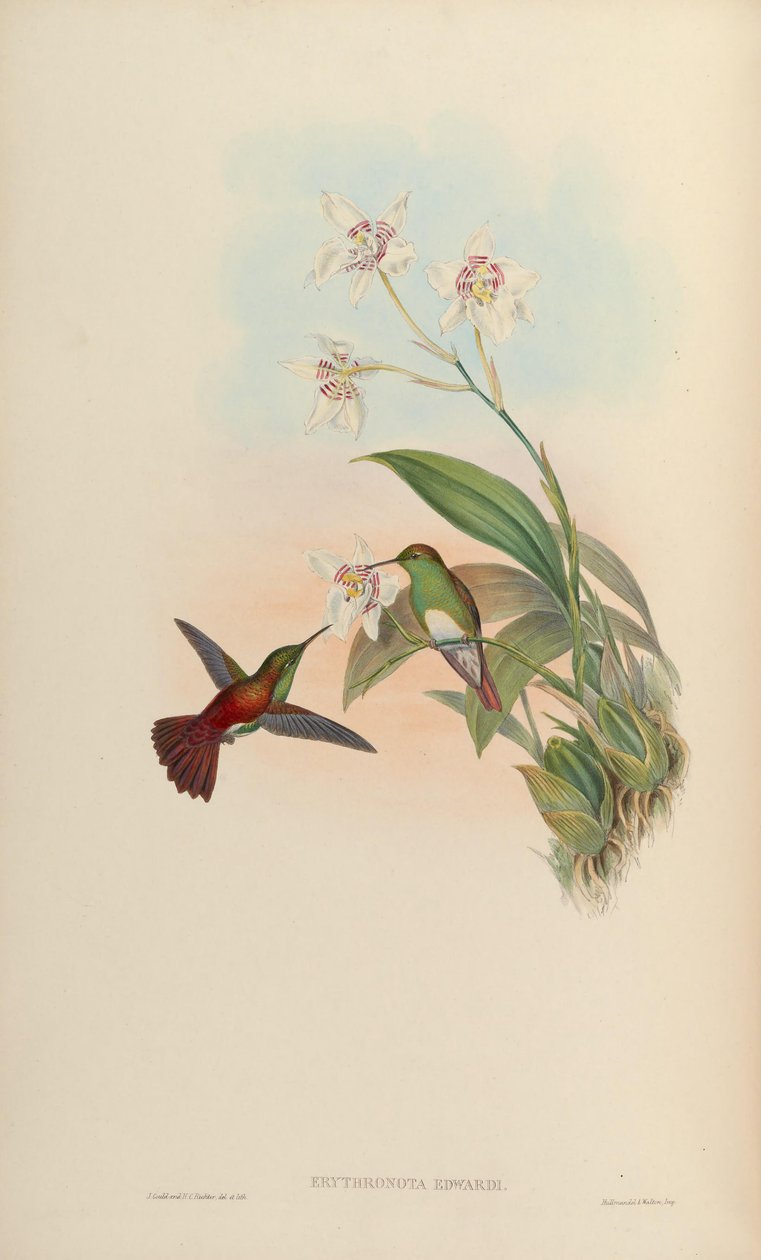 Erythronota edwardi = Amazilia edward av John Gould
