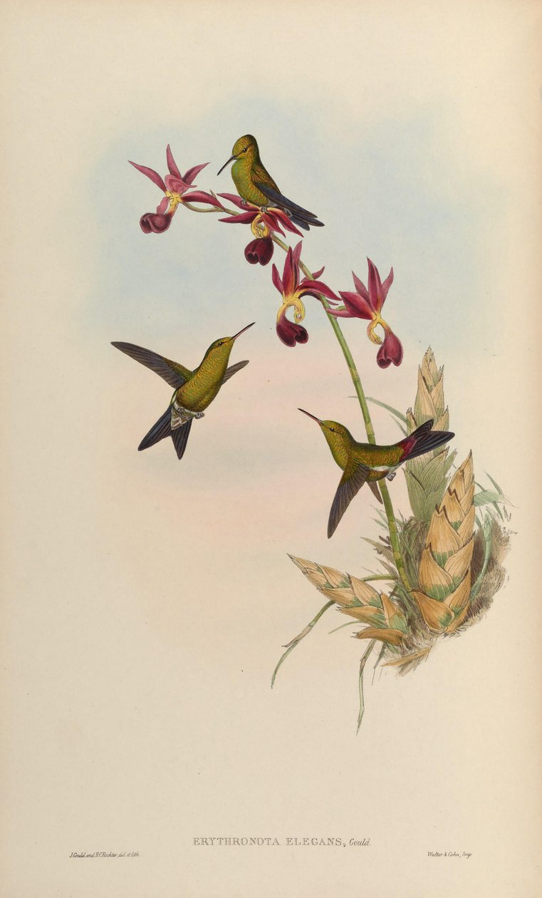 Erythronota elegans = Chlorostilbon elegans av John Gould