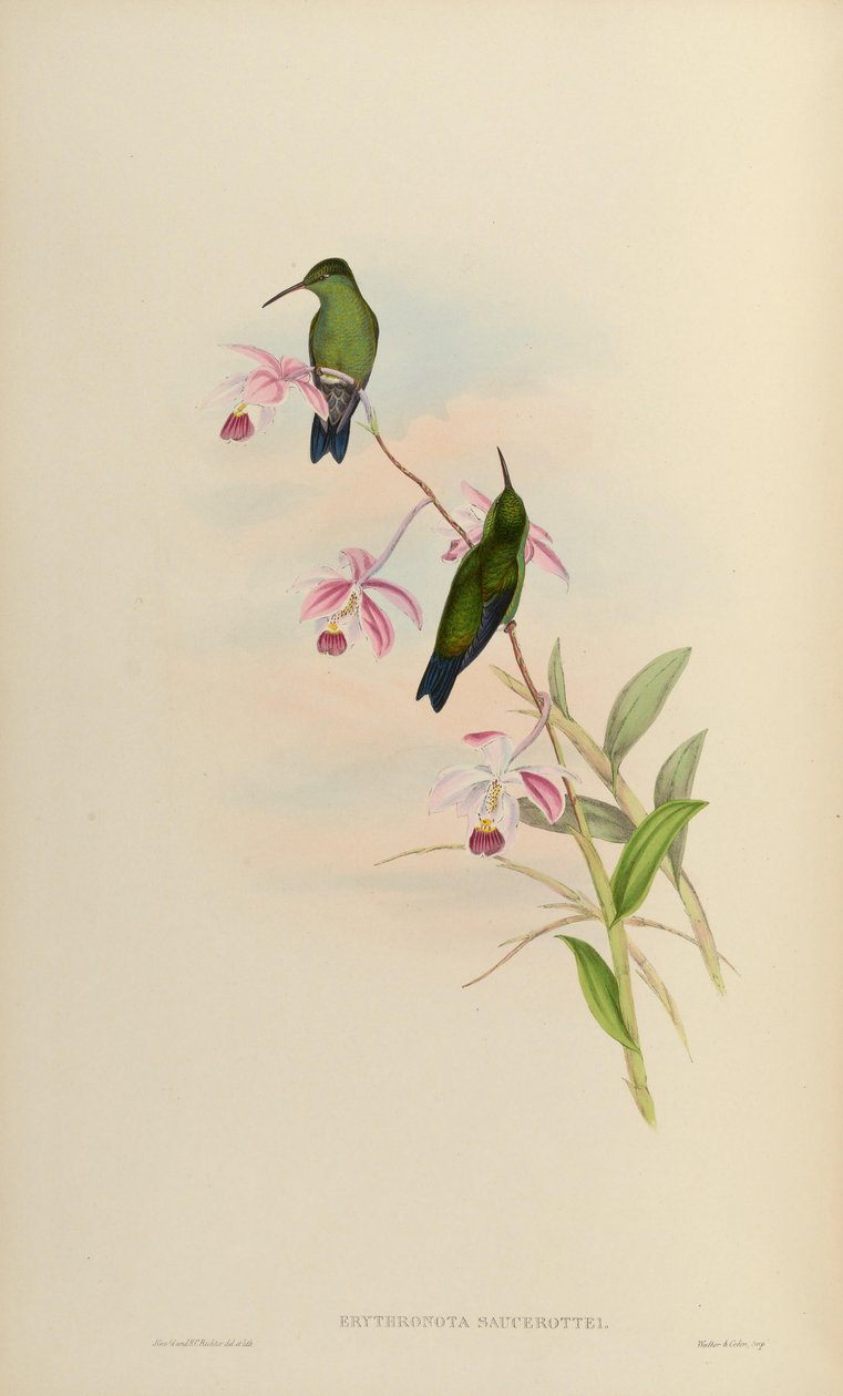 Erythronota saucerottei = Amazilia saucerrottei saucerrottei av John Gould