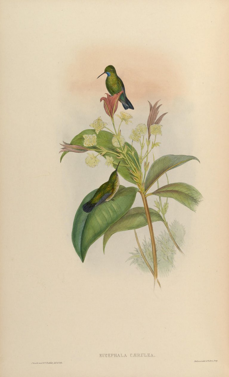 Eucephala blue = Chlorestes notata av John Gould