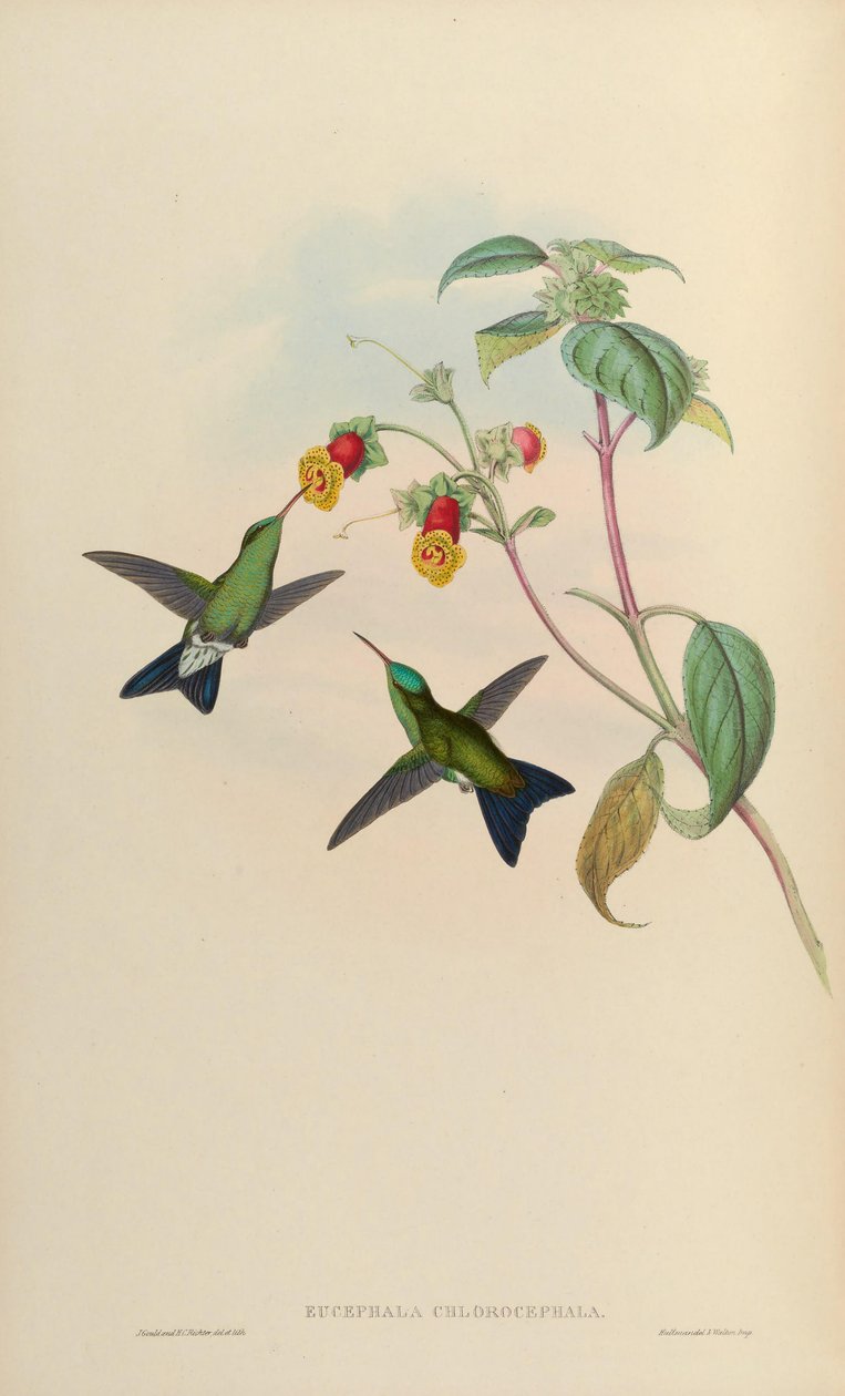 Eucephala chlorocephala =? av John Gould