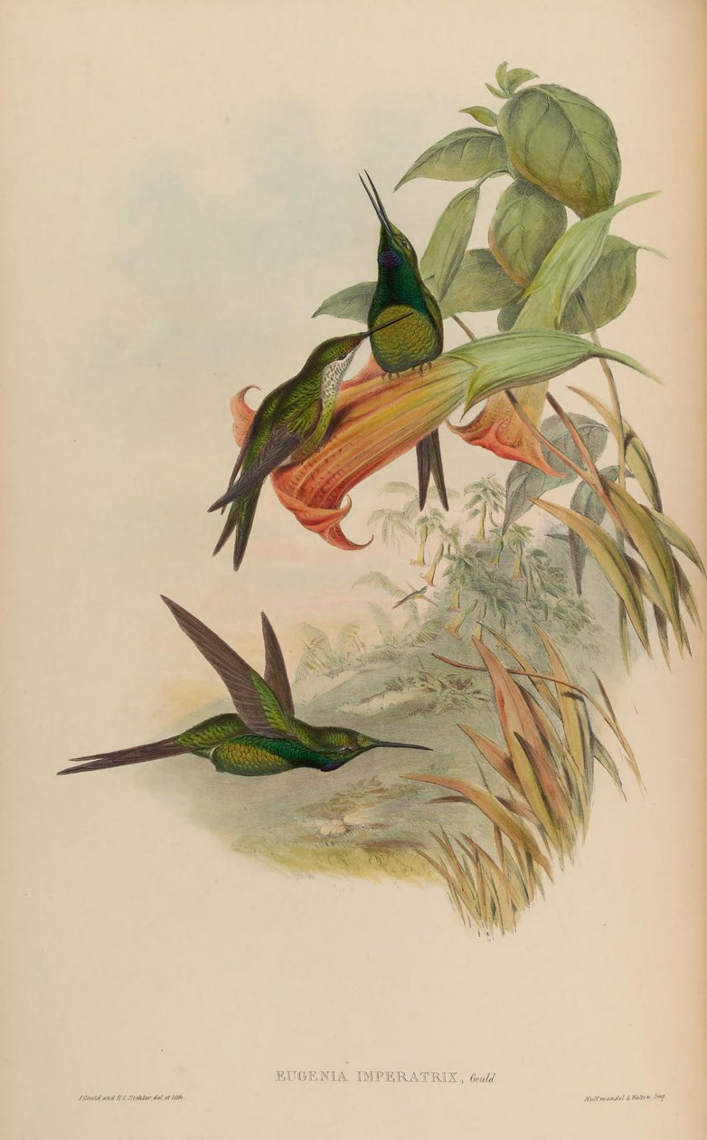 Keiserinne Eugenia = keiserinne Heliodox av John Gould