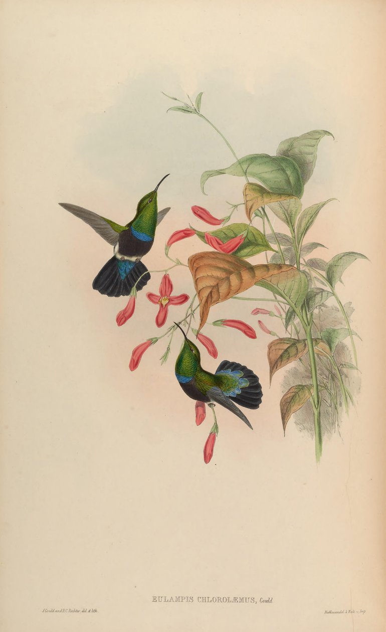 Eulampis chlorolaemus = Eulampis holosericeus chlorolaemus av John Gould