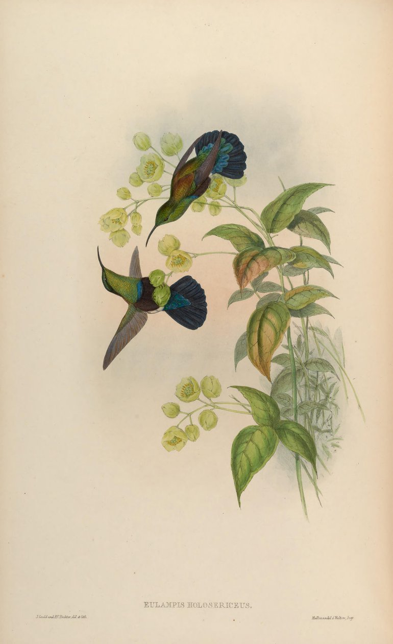 Eulampis holosericeus av John Gould