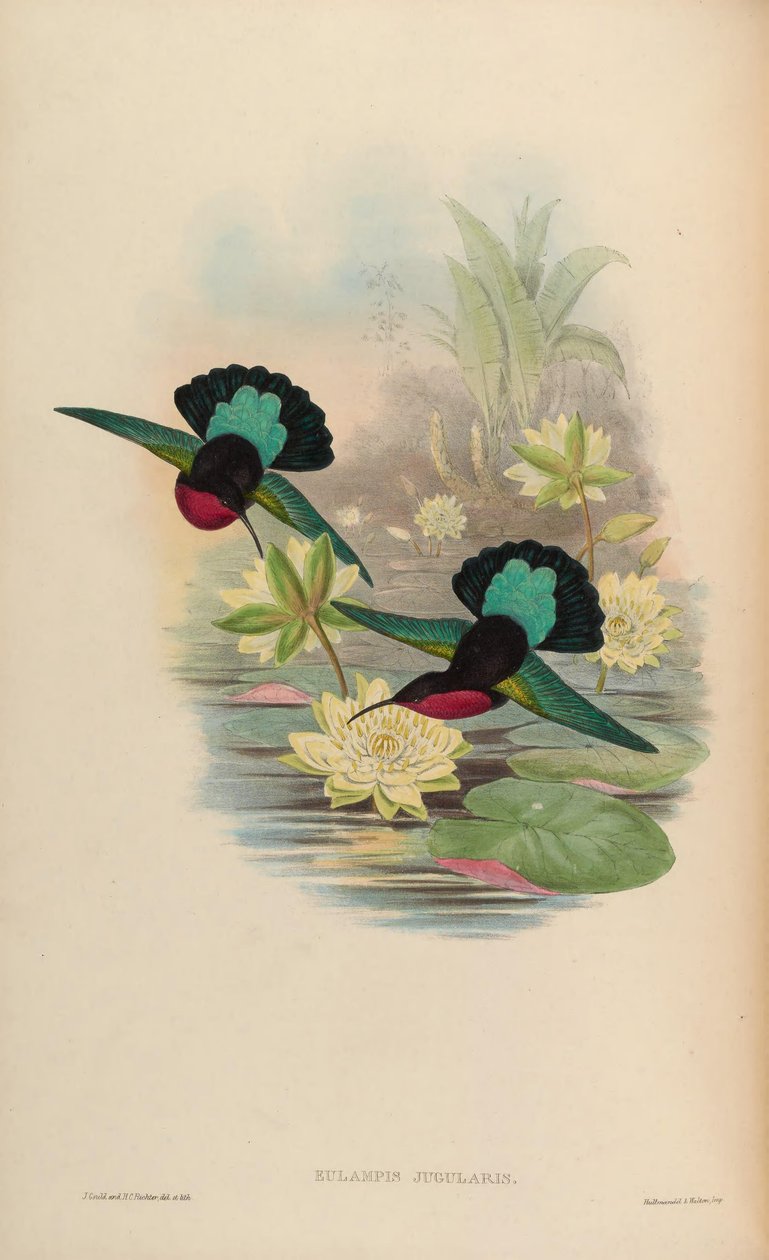 Eulampis jugularis av John Gould