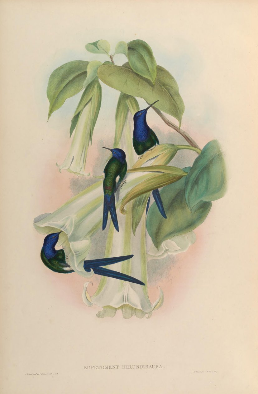 Eupetomena hirundinacea = Eupetomena macroura macroura av John Gould