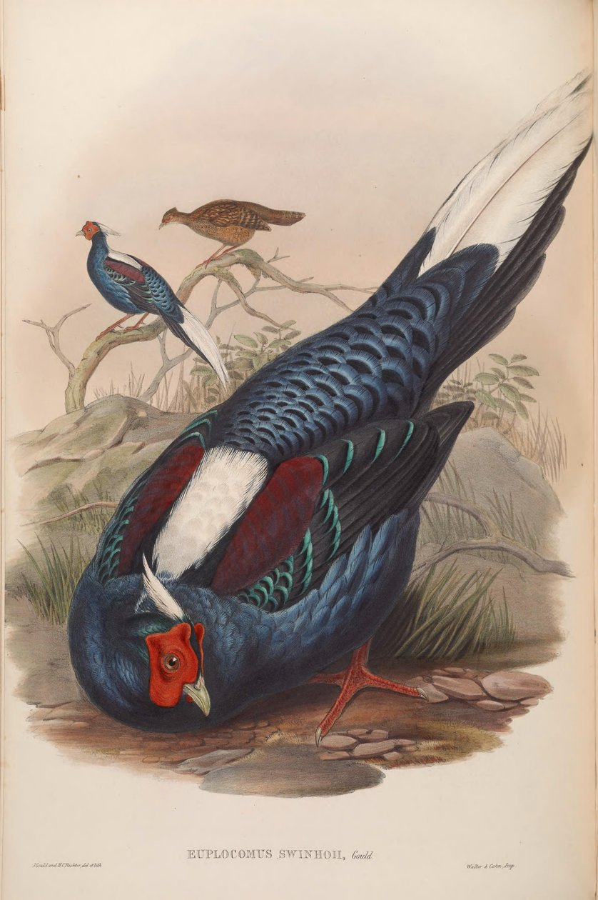 Euplocamus swinhoii = Lophura swinhoii av John Gould