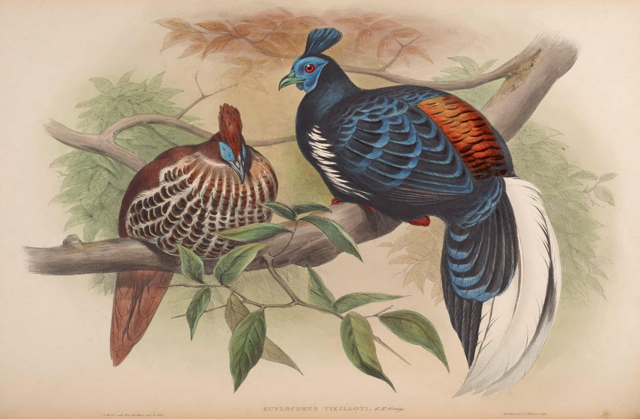 Euplocamus vieilloti = Lophura ignita rufa av John Gould