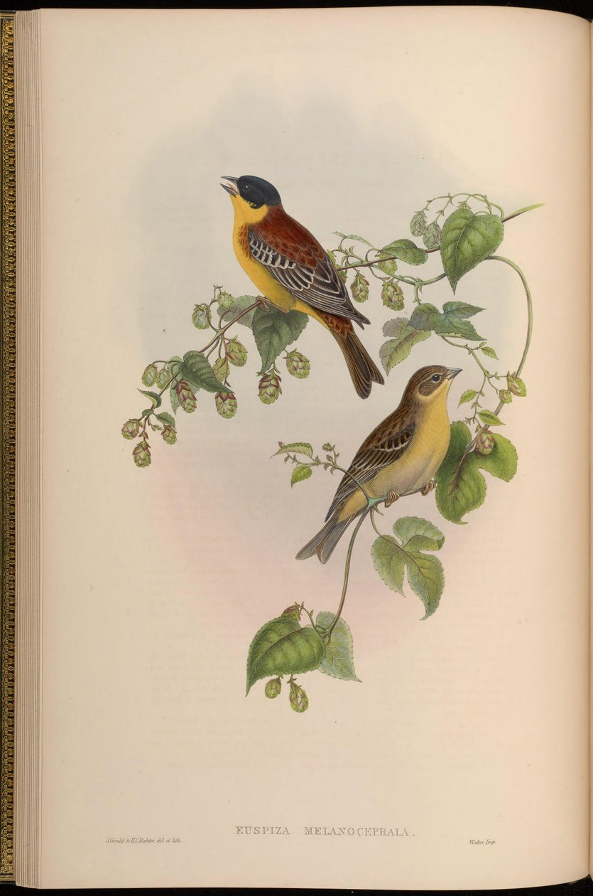 Euspiza melanocephala = Emberiza melanocephala av John Gould