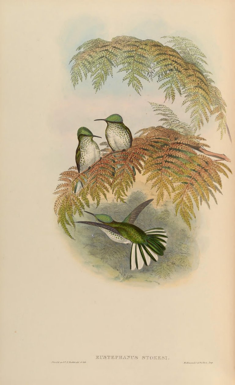 Eustephanus stokesi = Sephanoides sephaniodes av John Gould