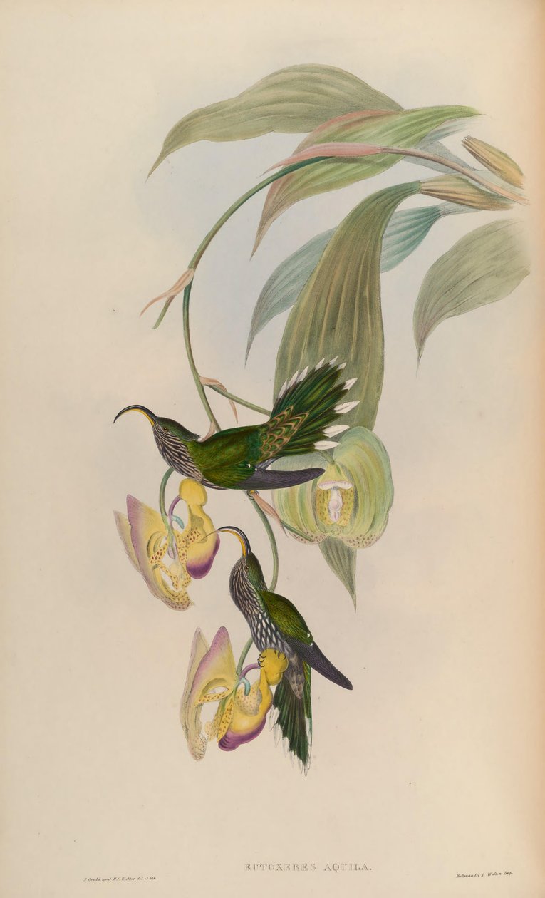 Eutoxeres ørn av John Gould