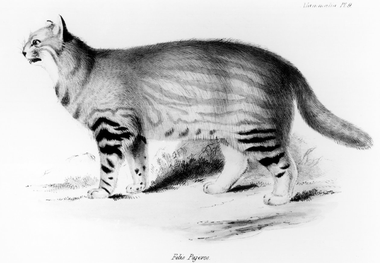 Felis Pajeros, plate 9 fra 
