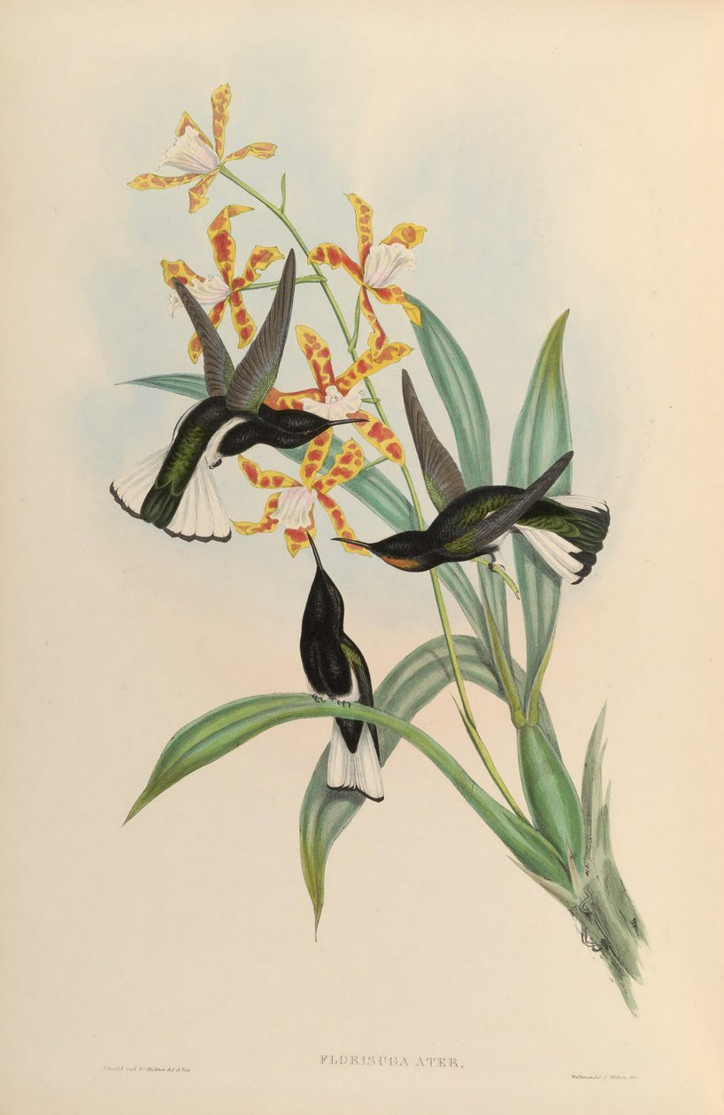 Florisuga atra = Florisuga fusca av John Gould