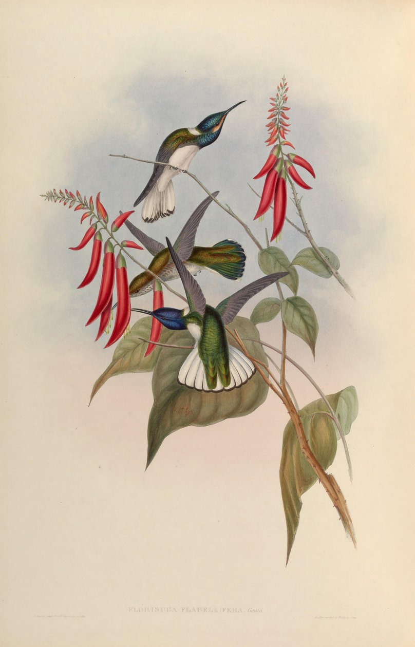 Florisuga flabellifera = Florisuga mellivora av John Gould