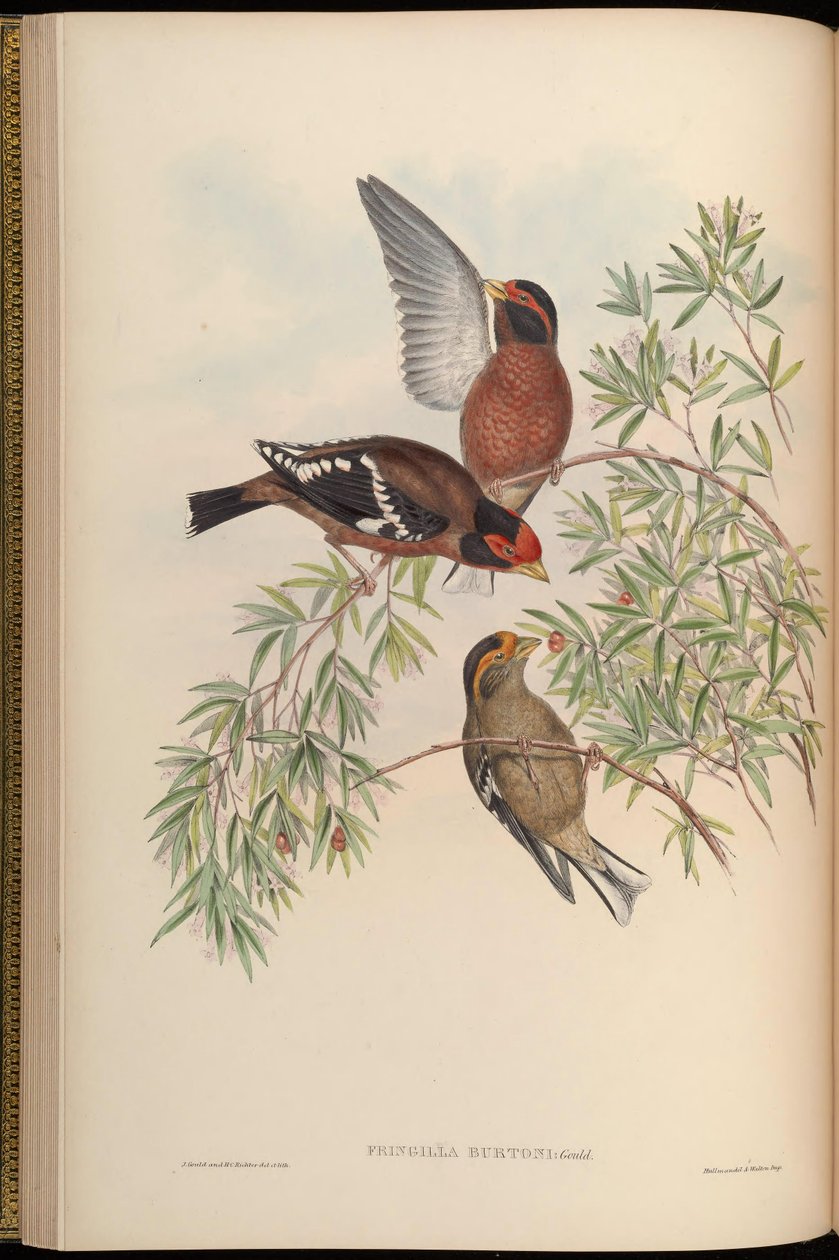 Fringilla burtoni = Callacanthis burtoni av John Gould