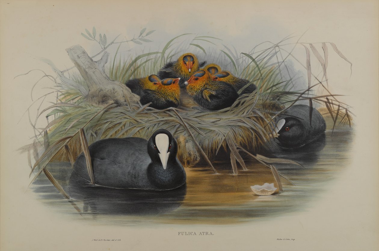 Fulica Atra av John Gould