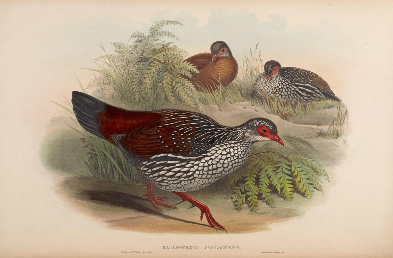 Galloperdix zeylonensis = Galloperdix bicalcarata av John Gould