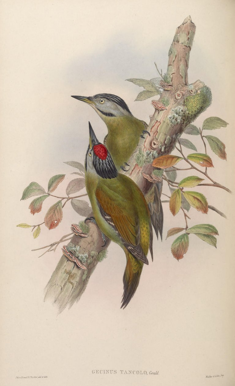 Gecinus tancolo = Pico grå tancolo av John Gould