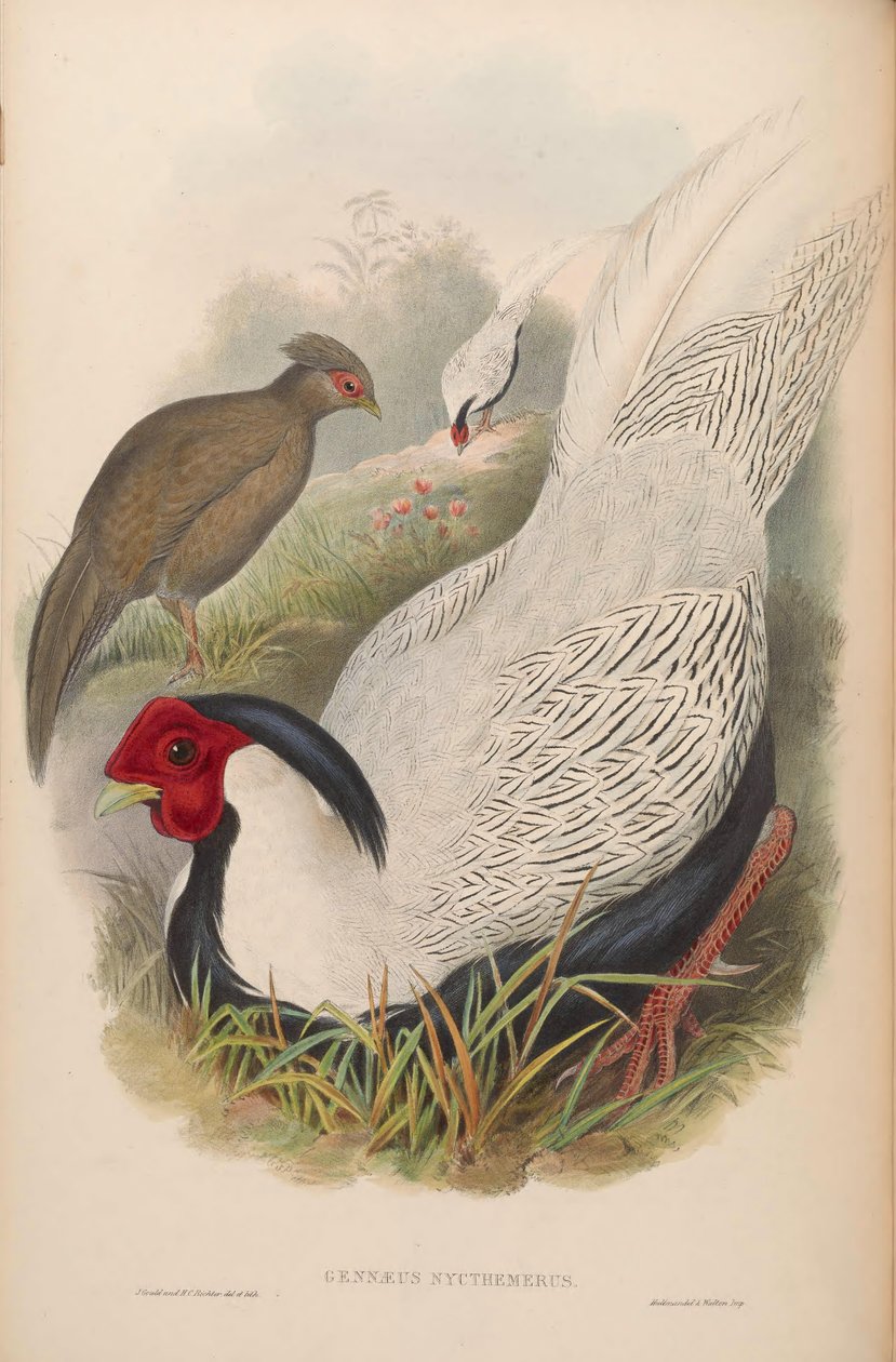 Gennaeus nycthemerus = Lophura nycthemera av John Gould